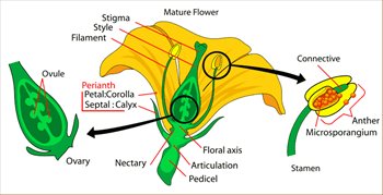 Mature-flower-diagram