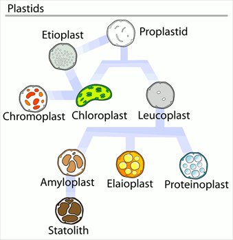 Plastids-types