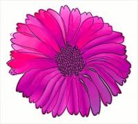 flower-pink-purple