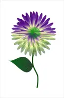purpleflowerjanettheo01