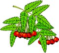 Berries-13