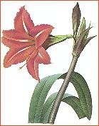 Amaryllis