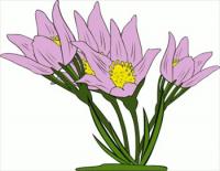 Anemone-Patens