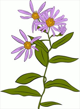 Aster-Conspicuus