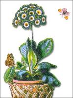 Auricula-potted