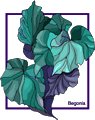 Begonia-2