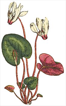 Cyclamen-persicum