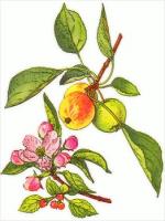apple-and-blossom