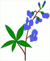 blue-bonnet