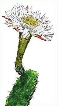 cactus-flower-Acanthocereus-subinermis