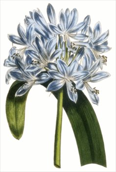 African-lily