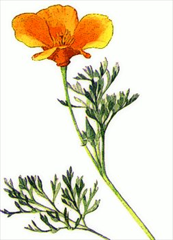 Golden-Poppy