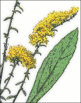 Goldenrod