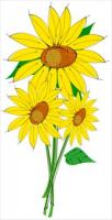 Helianthus