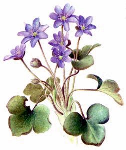 Hepatica