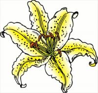 Lilium-Auratum