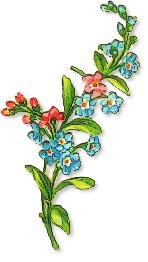 forget-me-nots