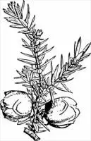 juniper-branch-and-berries