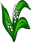 lily-of-the-valley