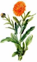 Marigold-in-pot