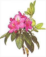 Mountain-American-Rhododendron