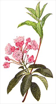 Mountain-Laurel