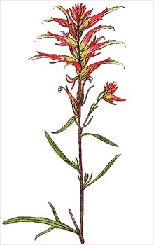 Narrow-leaved-Indian-Paintbrush