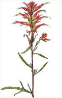 Narrow-leaved-Indian-Paintbrush