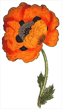 Papaver-Orientale