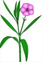 oleander