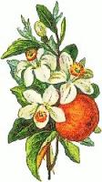peach-blossom-2