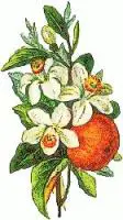 peach-blossom-2