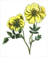 Rosa-lutescens