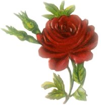 deep-red-rose