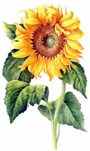 Sunflower-2