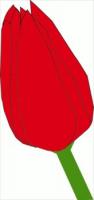 red-tulip