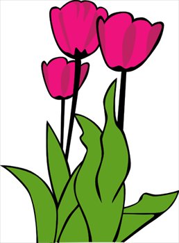 tulips