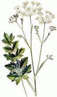 Burnet-Saxifrage