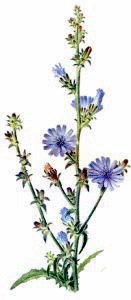 Chicory