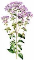 Marjoram