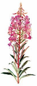 Rosebay-Willowherb