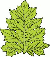 acanthus-leaf