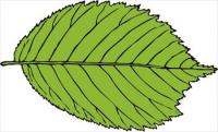bi-serrate-leaf