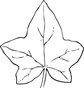 ivy-leaf-2
