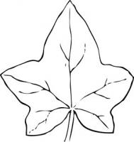 ivy-leaf-2