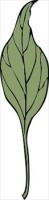 ivy-leaf-4