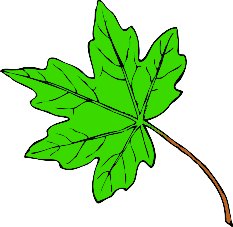 maple-leaf