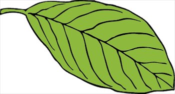 oval-leaf