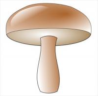 champignon-01