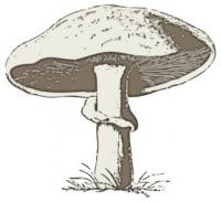 mushroom-2